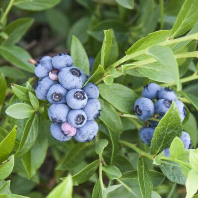 Bluejay Blueberry Garden Plant