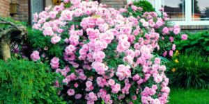 Blushing Knock Out Rose Garden Plant