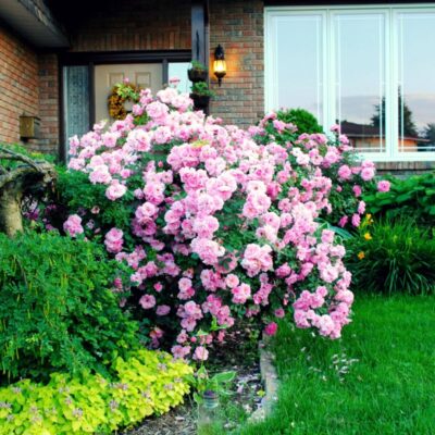 Blushing Knock Out Rose Garden Plant