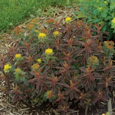 Bonfire Euphorbia Garden Plant