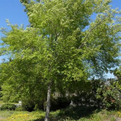 Bosque Elm Garden Plant