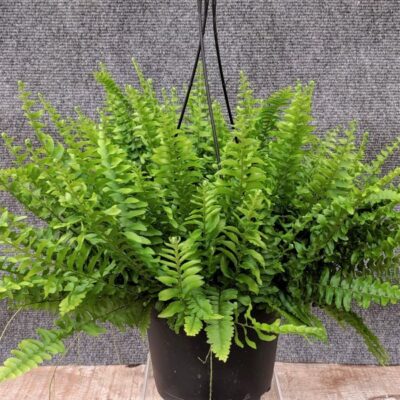 Boston Fern Garden Plant