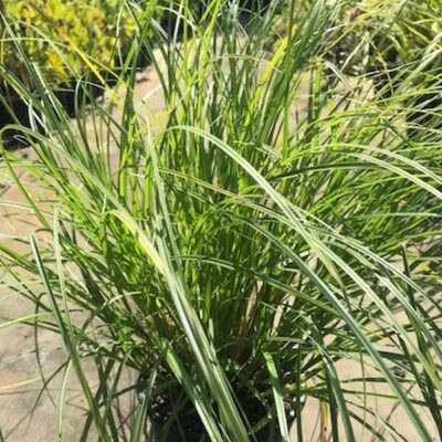 Bottlebrush Sedge Grass Garden Plant