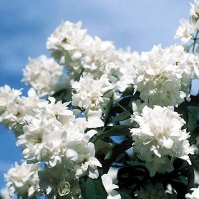 Bouquet Blanc Mock Orange Garden Plant