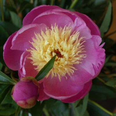 Bowl of Beauty Peony Garden Plant