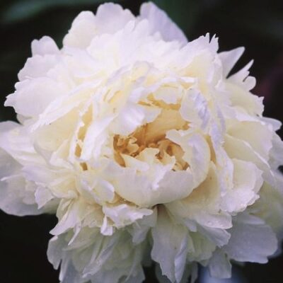 Bowl of Cream Peony Garden Plant