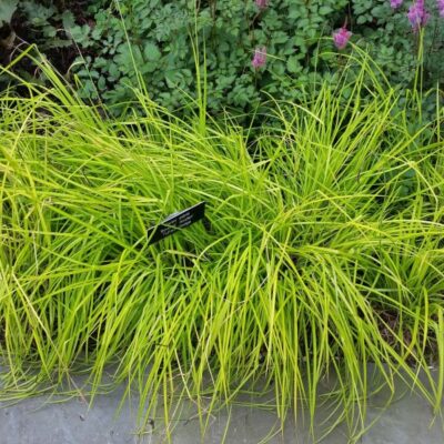Bowles Golden Sedge Grass Garden Plant