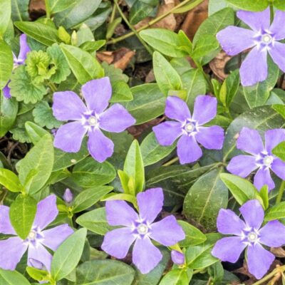 Bowles Periwinkle Garden Plant