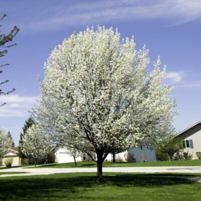 Bradford Flowering Pear Garden Plant