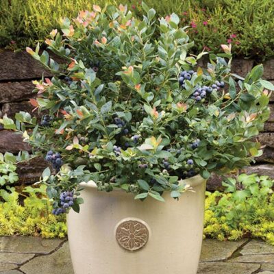 BrazelBerries Pink Icing Blueberry Garden Plant