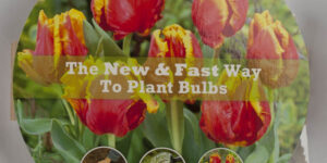 Bright Parrot Tulip Easy Bloom Pad Garden Plant