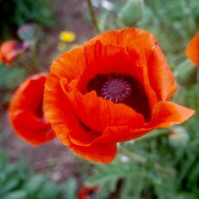 Brilliant Oriental Poppy Garden Plant