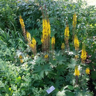 Brit Marie Ligularia Garden Plant