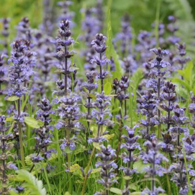 Bronze Beauty Ajuga Garden Plant