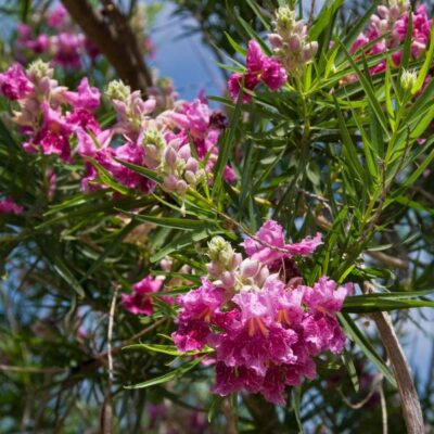 Bubba Desert Willow Garden Plant