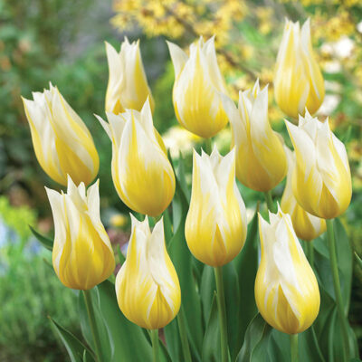 Budlight Tulip Garden Plant