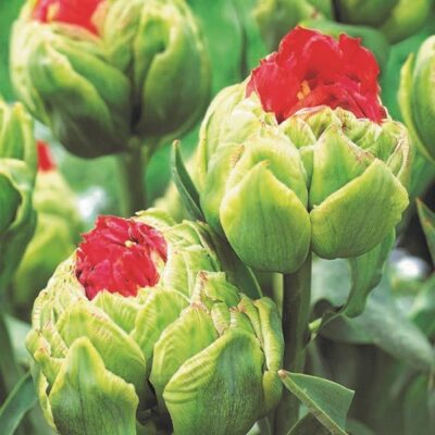 Bulls Eye Tulip Garden Plant