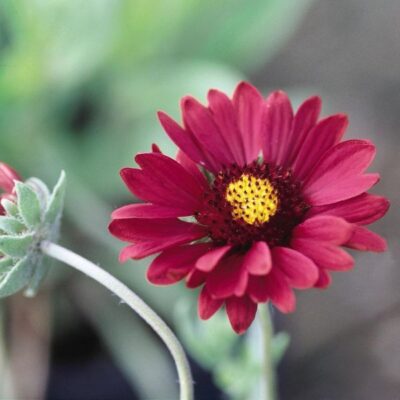 Burgundy Gaillardia Garden Plant