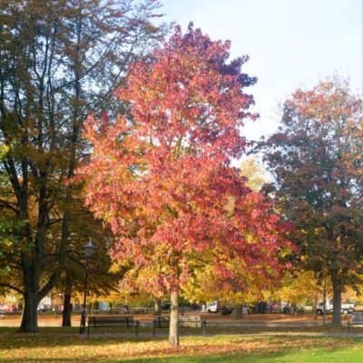 Burgundy Sweetgum Garden Plant