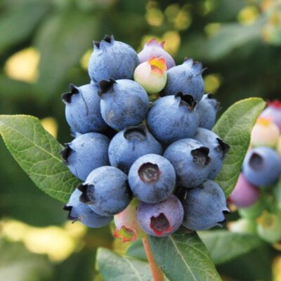 Bushel and BerryPerpetua Blueberry Garden Plant