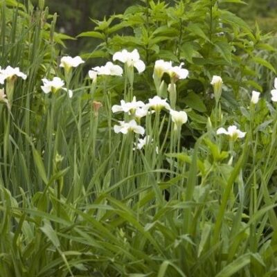 Butter and Sugar Iris Garden Plant