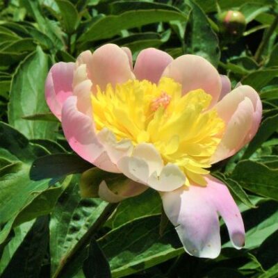 Butter Bowl Peony Garden Plant
