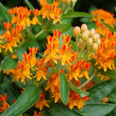 Butterfly Weed Plant Garden Plant