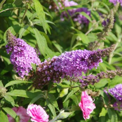 Buzz Lavender Butterfly Bush Garden Plant