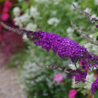 Buzz Purple Butterfly Bush Garden Plant