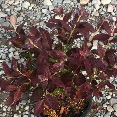 Cabernet Splash Blueberry Garden Plant