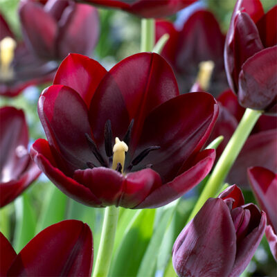 Cafe Noir Tulip Garden Plant