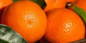 Shop For Citrus Trees