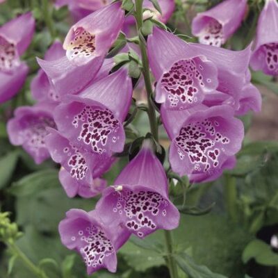 Camelot Lavender Foxglove Garden Plant