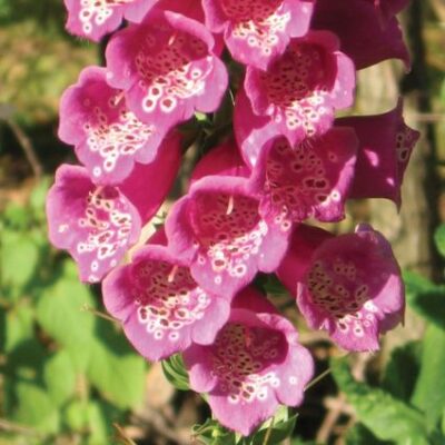 Camelot Rose Foxglove Garden Plant