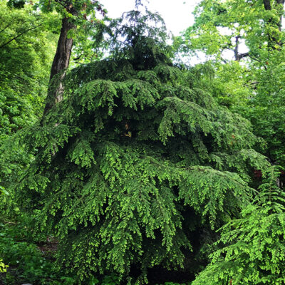 Canadian Hemlock Garden Plant