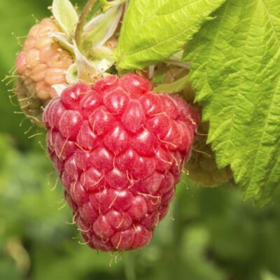 Canby Raspberry Garden Plant