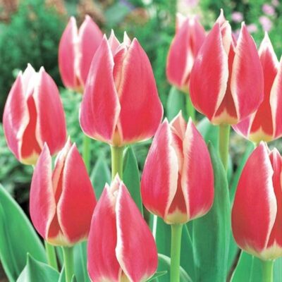 Candy Apple Delight Tulip Garden Plant