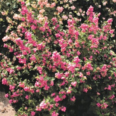 Candy Coralberry Garden Plant