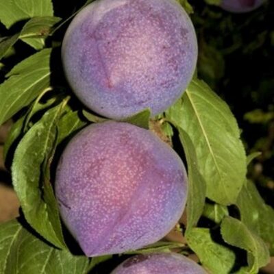 Candy Heart Pluerry Interspecific Plum Garden Plant