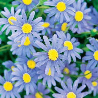 Cape Town Blue Daisy Garden Plant