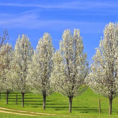 Capital Flowering Pear Garden Plant