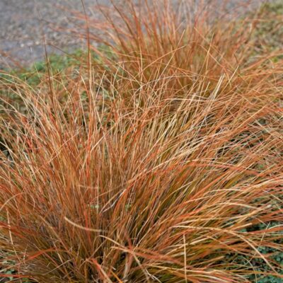 Cappuccino Sedge Grass Garden Plant