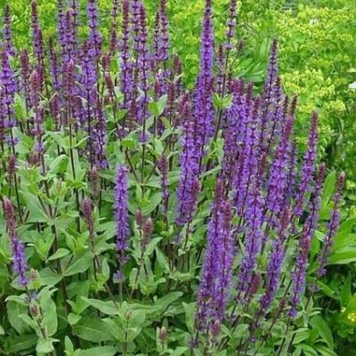 Caradonna Salvia Garden Plant