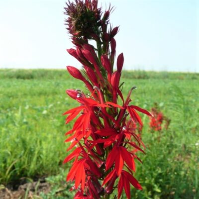 Cardinal Flower Garden Plant