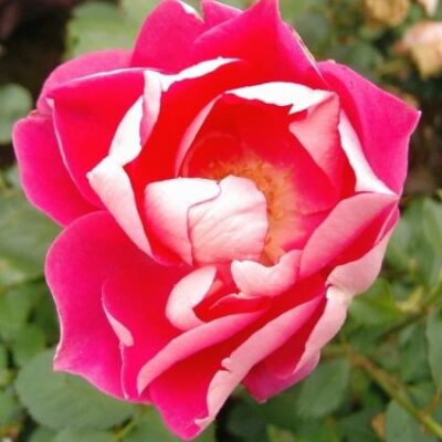 Carefree Wonder Rose Shrub Garden Plant