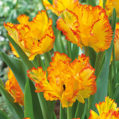 Caribbean Parrot Tulip Garden Plant