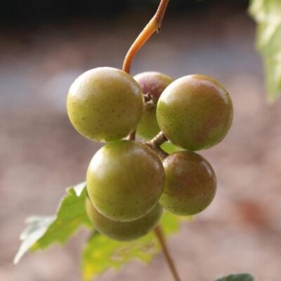 Carlos Muscadine Grape Vine Garden Plant