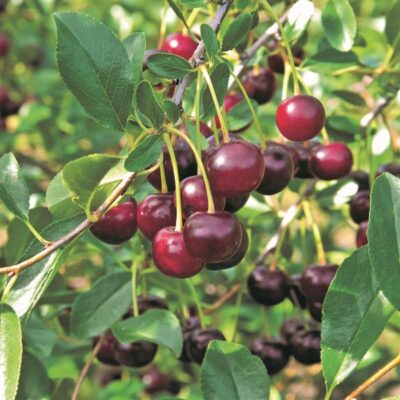 Carmine Jewel Dwarf Cherry Garden Plant