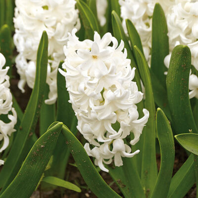 Carnegie Hyacinth Garden Plant