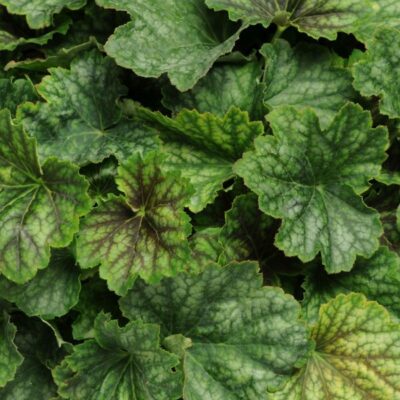 Carnival Cocomint Coral Bells Garden Plant